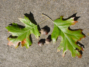 Shumard oak leaves and acorns